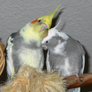 Psittaciformes